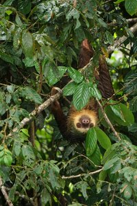 Tropical rainforest animal photo