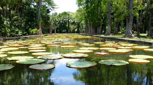 Plant nature water lily