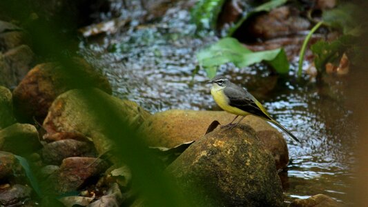 Stream rock forest