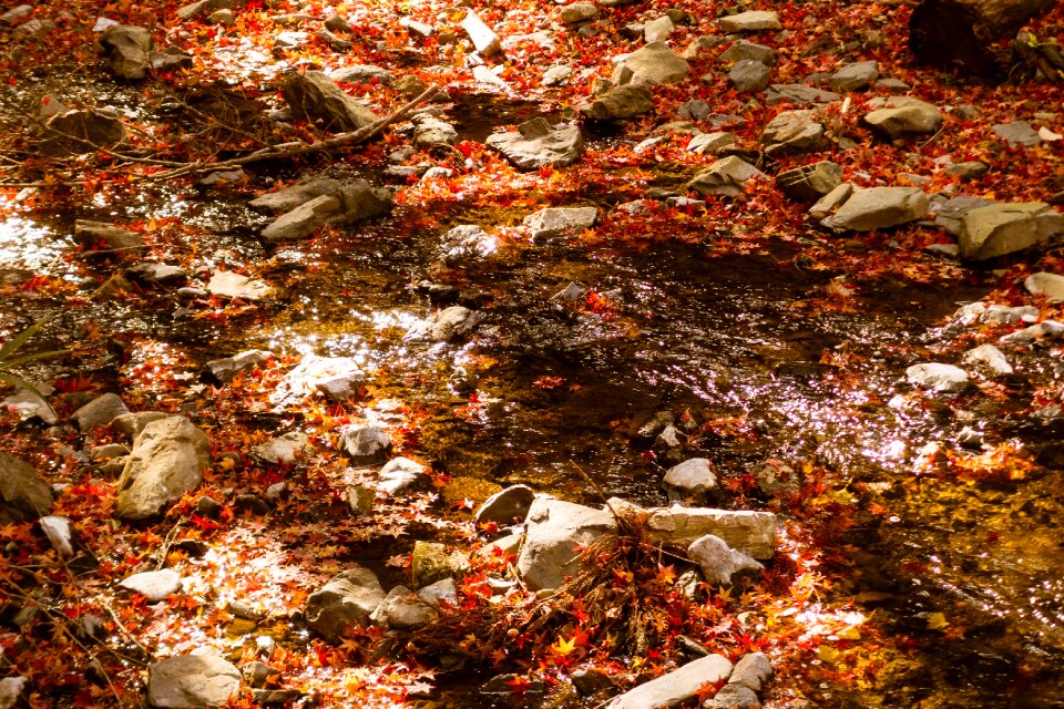 Autumn river kaede