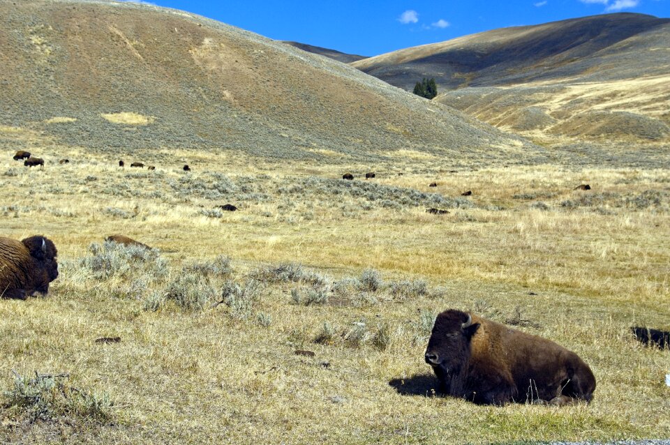 Yellowstone national park
