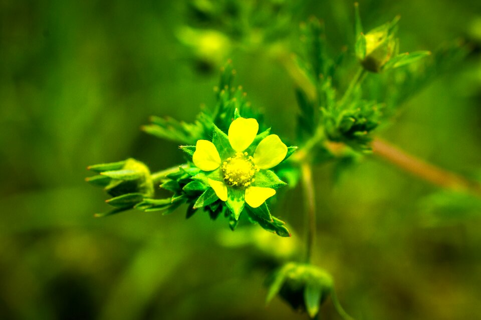 Nature flowers plants
