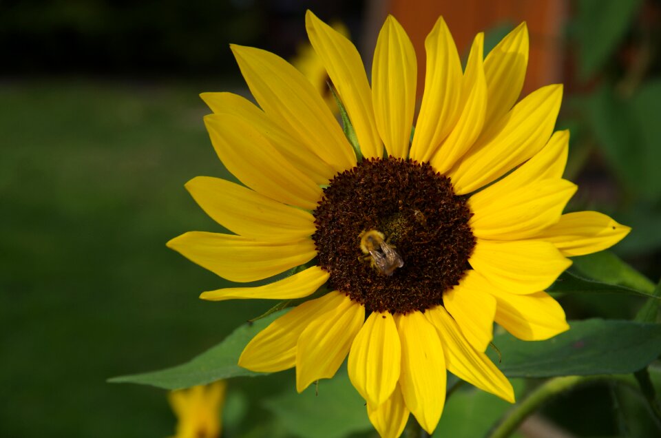 Sunflower yellow garden