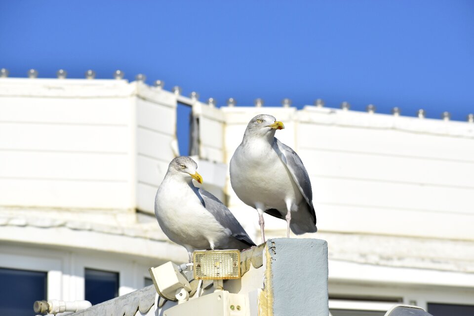 Birds animal seagull