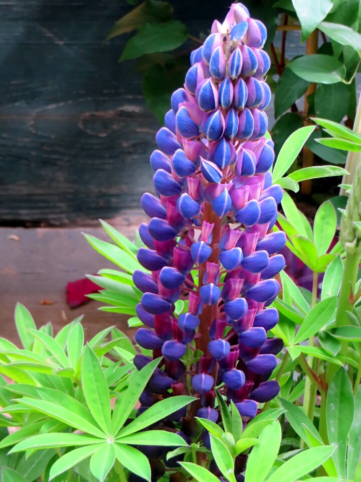 Purple flower summer