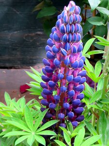 Purple flower summer