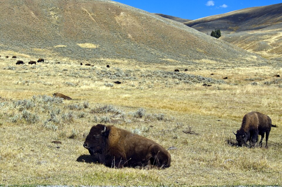 Yellowstone national park