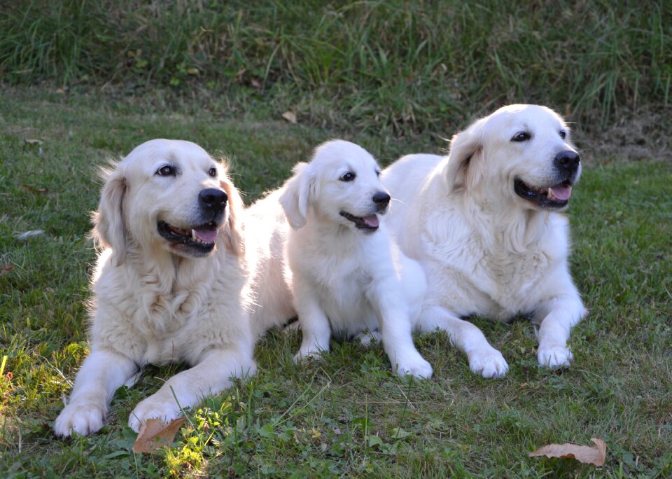 Family golden retriever pets mammals