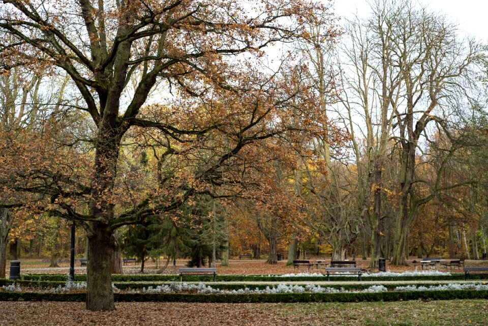 Nature tree outdoor