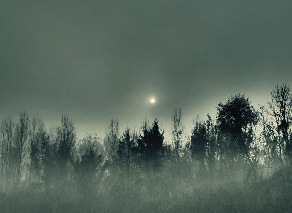 Trees this in the morning