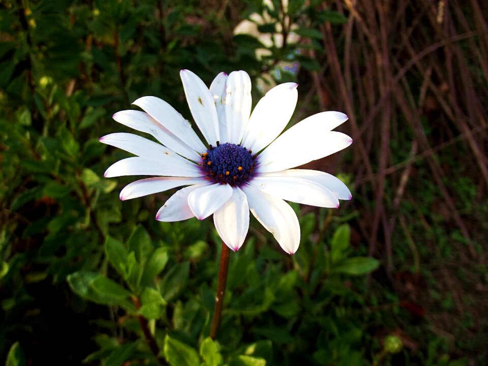 Plant flower daisy