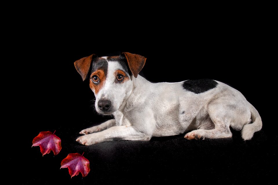 Portrait terrier pet