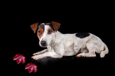 Portrait terrier pet photo