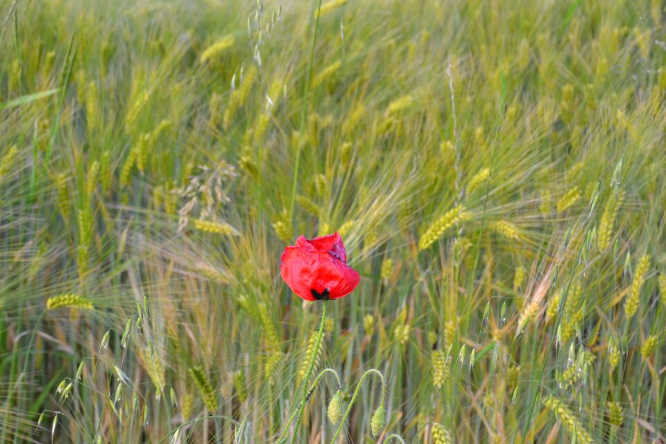 Flower poppy flower red