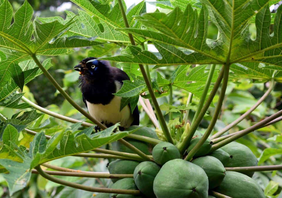 Wild bird nature animals