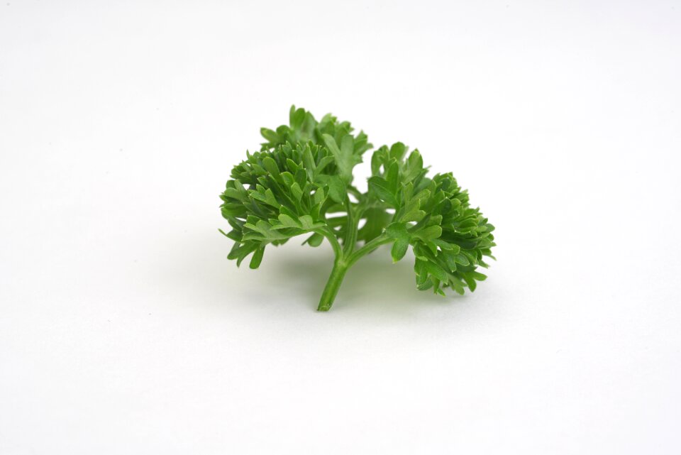 Parsley vegetable green