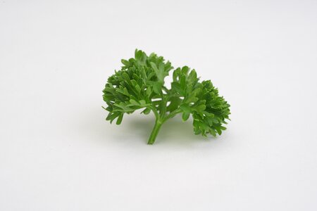 Parsley vegetable green