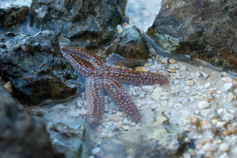 Sea star sea ocean