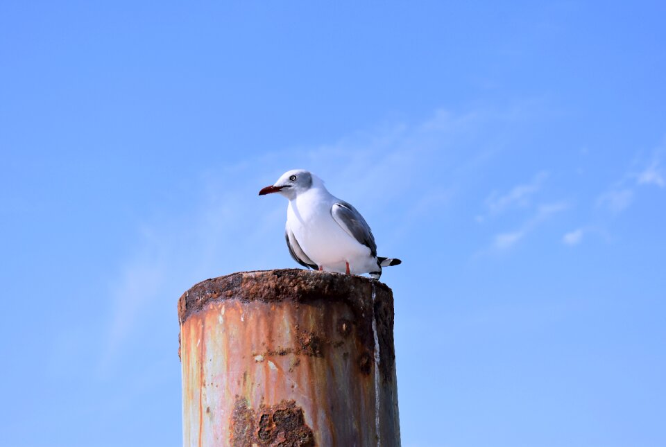 Paracas views bird peruvian