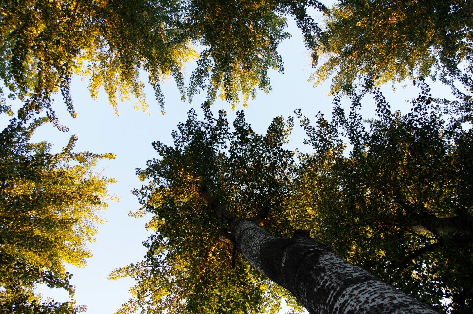 Background the leaves tree