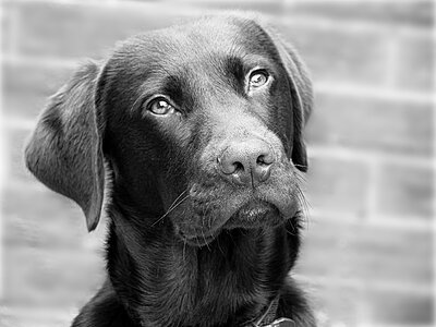 Retriever head