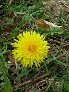 Natural blossom bloom