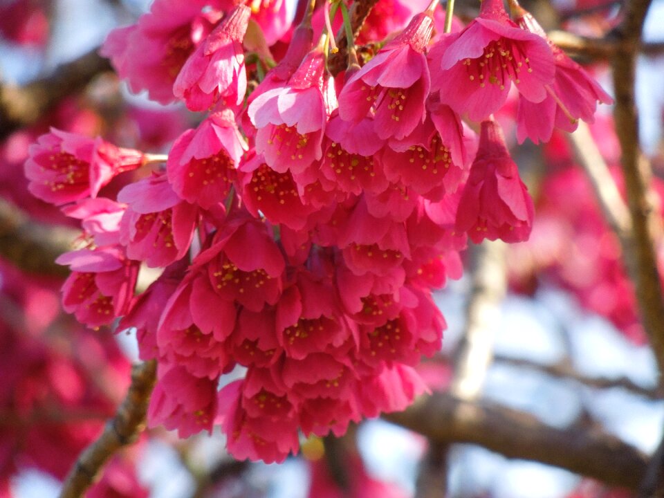 Plant spring petal
