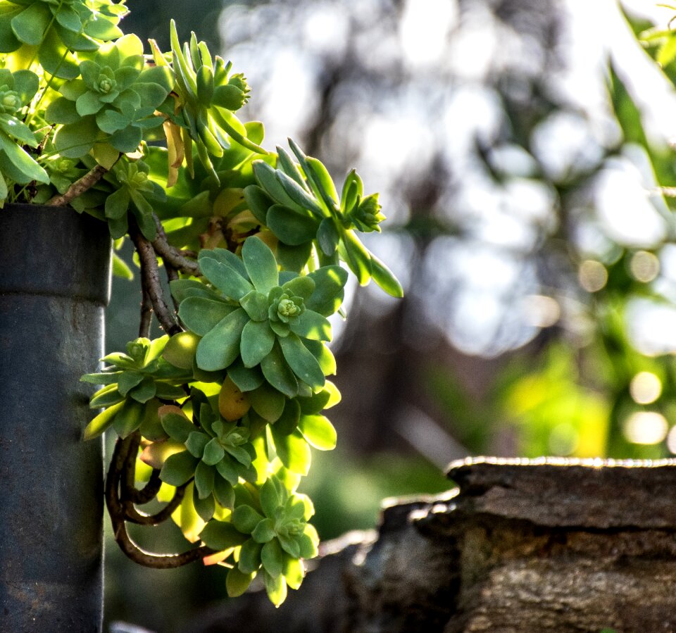 Foliage nature potted plant