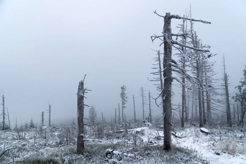 The destruction of the broken trees tree