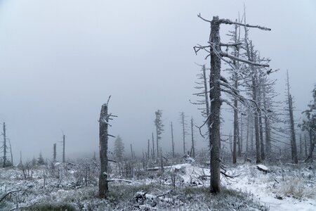 The destruction of the broken trees tree photo