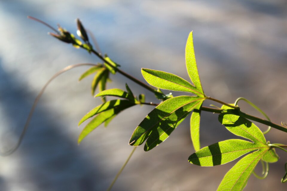 Passion flower vine climber