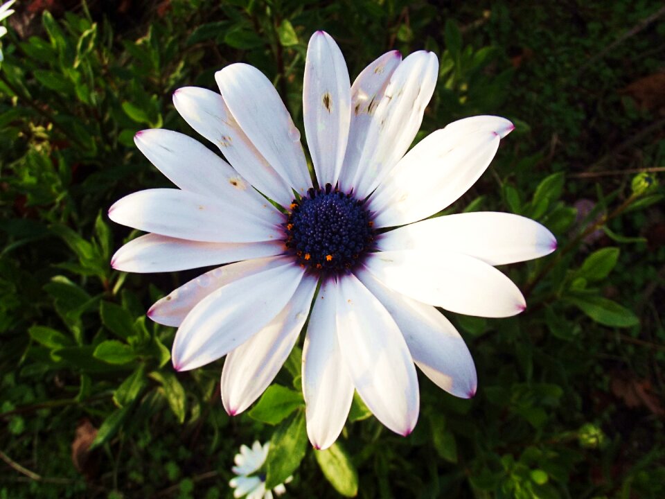 Plant flower daisy