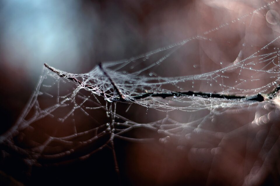 Web branch winter