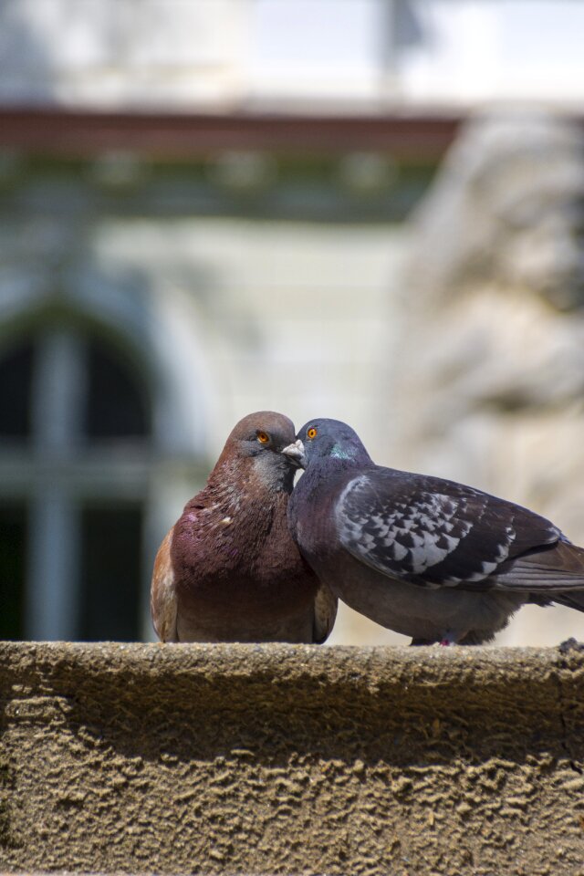 Peace harmony