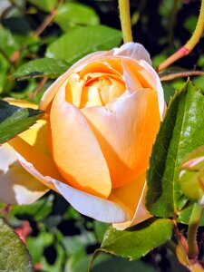 Rose flower
