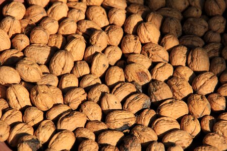 Many brown still life