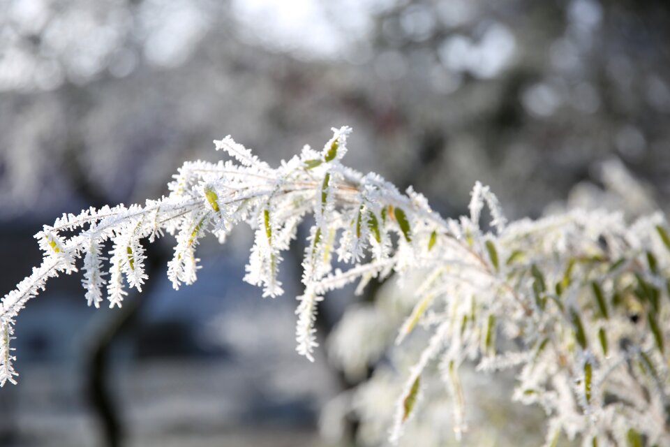 Cold winter magic freeze