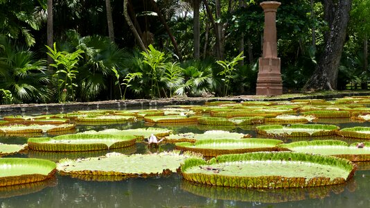 Plant nature water lily