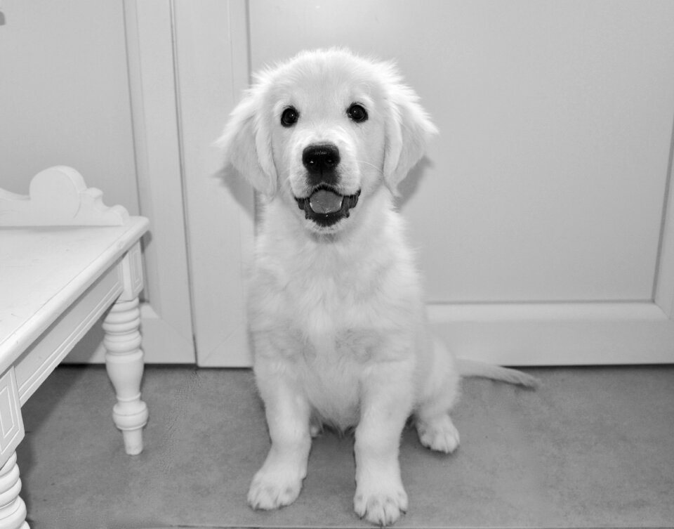 Pup golden retriever cute