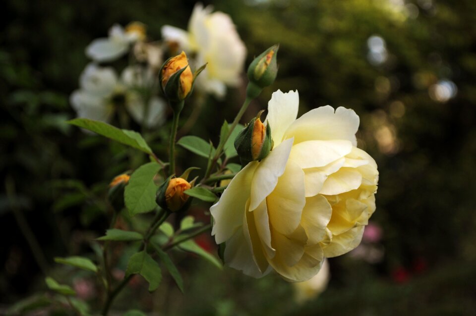 Rosa pink rose bush photo