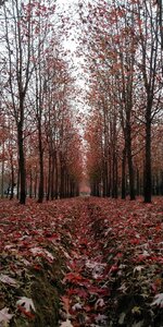 Maple forest autumn