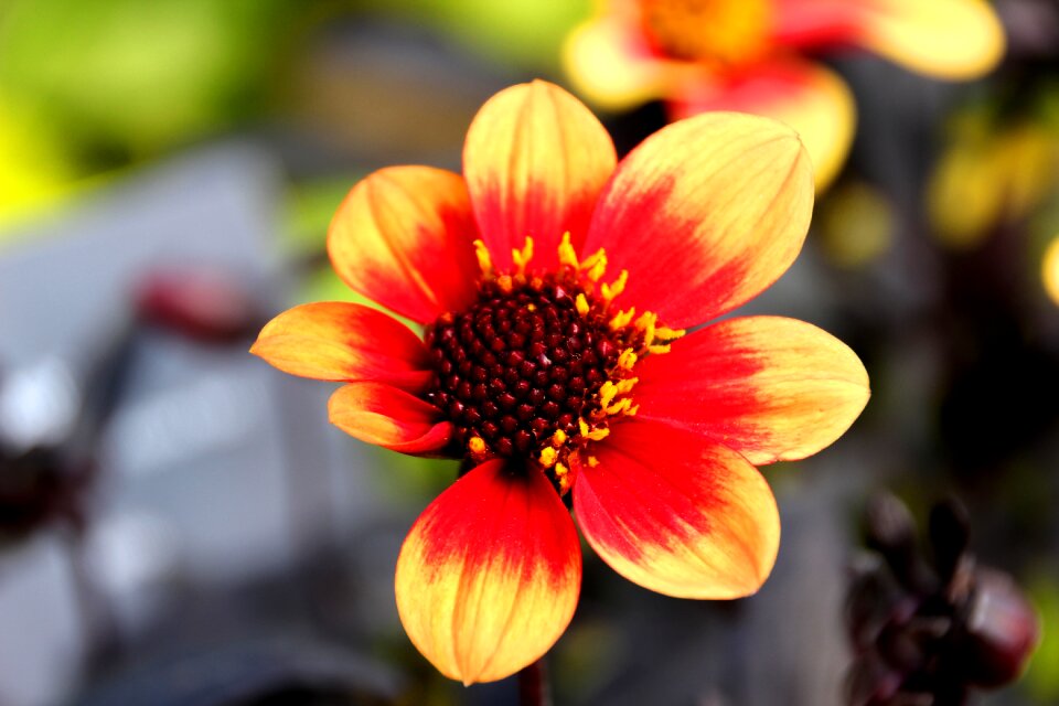 Garden show orange red