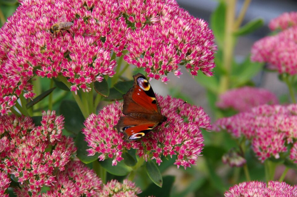 Peacock butterfly flower