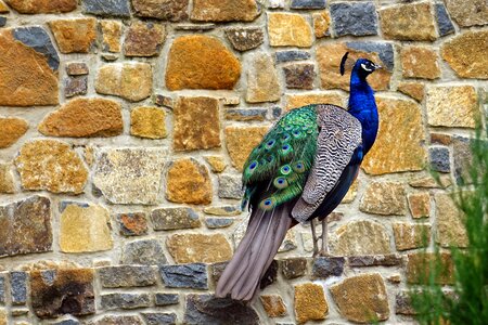 Peacock bird animal