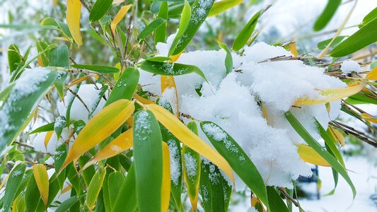 Snow cold frozen