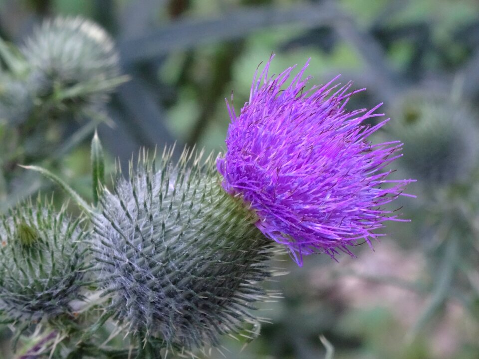 Garden close up summer