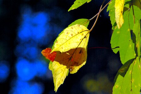 Nature fall tree