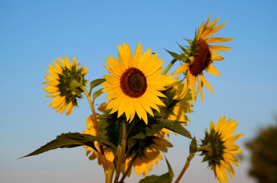 Yellow nature blossom