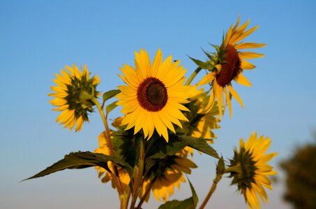 Yellow nature blossom photo