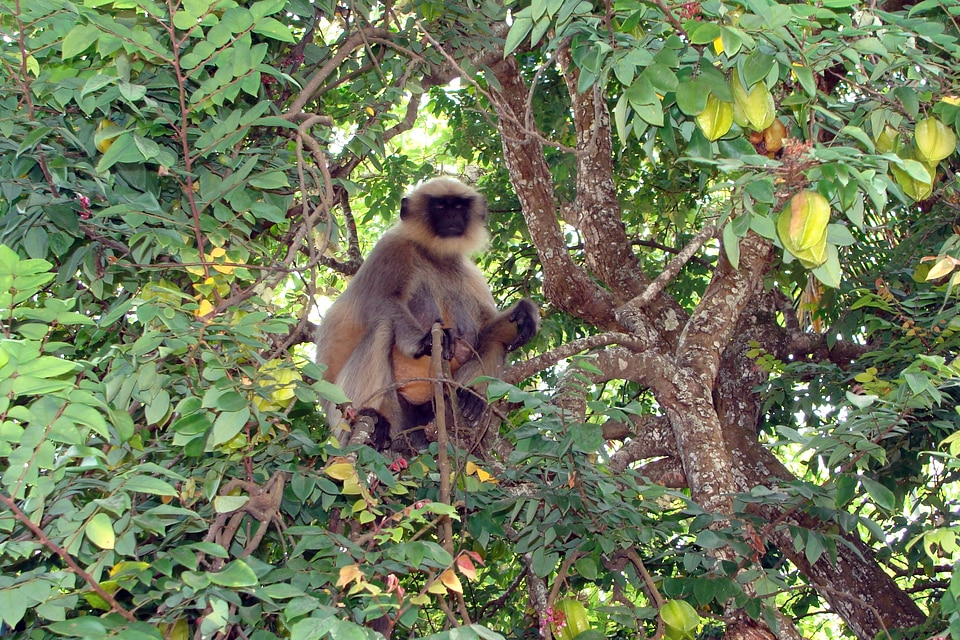 Semnopithecus macaque sitting